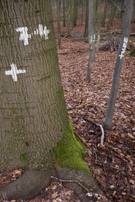 Bruno Trematore - Photography