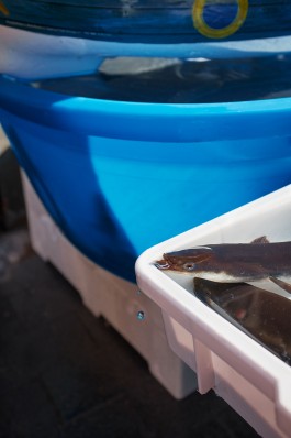 Bruno Trematore - Photography