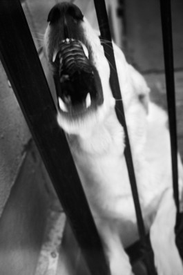 Bruno Trematore - Photography